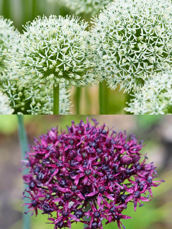 Allium Regal collection